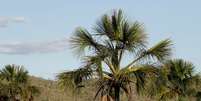 A imagem mostra a vista do cerrado na Comunidade quilombola Kalunga do Engenho II, uma das áreas quilombolas preservadas  Foto: Alma Preta