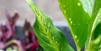 A comigo-ninguém-pode é uma planta muito poderosa -  Foto: Shutterstock / Alto Astral
