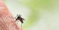 Mosquito Aedes aegypti, transmissor da dengue  Foto: iStock