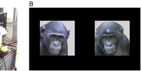 Experimento mostra que chimpanzés conseguem reconhecer rostos (Imagem: Waal et al, 2023/PNAS)  Foto: Canaltech