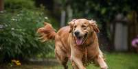 O golden retriever é um cachorro amigável, inteligente e afetuoso  Foto: Donamen | Shutterstock / Portal EdiCase