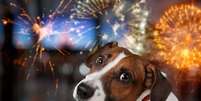 Fogos de artifício podem prejudicar a saúde dos cachorros  Foto: Billion Photos | Shutterstock / Portal EdiCase