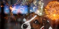 Fogos de artif&iacute;cio podem prejudicar a sa&uacute;de dos cachorros  Foto: Billion Photos | Shutterstock / Portal EdiCase
