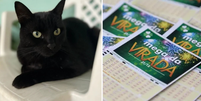 O gato vidente, Milu, fez previu quais serão as dezenas sorteadas da Mega da Virada de 2023  Foto: Montagem/Reprodução