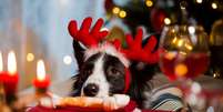 Pratos festivos podem ser prejudiciais à saúde dos cachorros  Foto: Aleksandra Suzi | Shutterstock / Portal EdiCase