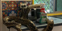 Cobra da espécie píton, encontrada na cozinha de uma residência na Austrália.   Foto: Foto: Reprodução @newsweek