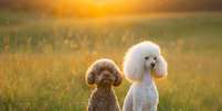 Os poodles são frequentemente confundidos com os cachorros da raça bichon frisé  Foto: dezy | Shutterstock / Portal EdiCase