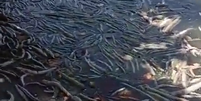 Lagoa Mundaú, em Maceió repleta de peixes mortos  Foto: Foto: reprodução @@carlosmadeiro X
