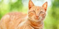 Gatos alaranjados são conhecidos por terem uma personalidade única  Foto: Ivan Mateev | Shutterstock / Portal EdiCase