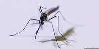 Em 2023, Brasil registrou mais 1,6 milhão de casos de dengue, doença transmitida pelo mosquito Aedes aegypti  Foto: DW / Deutsche Welle