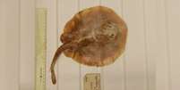Espécime de Java Stingaree, declarada extinta pelos especialistas da Universidade Charles Darwin, na Austrália  Foto: Edda Aßel/ Museum für Naturkunde Berlin