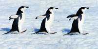 Pinguins-de-barbicha  Foto: Johnny Johnson/Getty Images