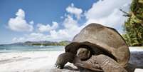 Tartaruga-Gigante caminhando em uma ilha próxima ao mar em um dia ensolarado.     Foto: Foto: Gettyimagens