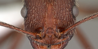Padrão facial da formiga é um aspecto importante de sua sobrevivência (Imagem: Penick et al, 2023/Myrmecological News)  Foto: Canaltech