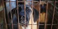 cachorro  Foto: Reuters / BBC News Brasil