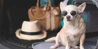 Atente  Foto: se ao bem-estar do pet durante a viagem -  Shutterstock / Alto Astral