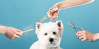 A tosa higiênica é recomendada para prevenir o acúmulo de sujeira, emaranhados de pelos, e contribuir para a saúde e bem-estar do pet  Foto: DenisZav | Shutterstock / Portal EdiCase