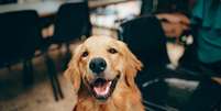 Diferentes pesquisas testam remédios antienvelhecimento em cachorros (Imagem: Helena Lopes/Pexels)  Foto: Canaltech