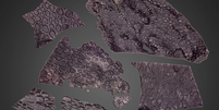 Fóssil de pele de réptil de 289 milhões de anos  Foto: Mooney et al./Current Biology