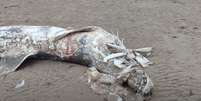 Carcaça bizarra foi encontrada em praia na Inglaterra  Foto: Reprodução/harryrambler/YouTube