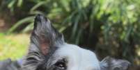 Cachorra de Angelica morre e apresentadora lamenta nas redes sociais  Foto: Reprodução/Instagram/@angelica / Estadão