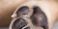 As “almofadinhas” das patas dos pets são bem sensíveis ao calor –  Foto: Shutterstock / Alto Astral