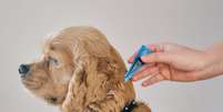 Existem produtos que podem ajudar a prevenir que pulgas e carrapatos infestem os pets –  Foto: Shutterstock / Alto Astral