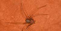Loxosceles, provável responsável pela picada; aranha foi fotografada por especialista Marcelo Gonzaga no Parque Nacional Cavernas do Peruaçu (MG)  Foto: Marcelo Gonzaga