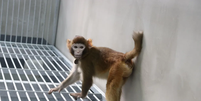 Macaco ReTro, que nasceu a partir de clonagem (Imagem: Zhang et al, 2024/Nature Communications)  Foto: Canaltech