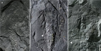 Fóssil relacionado a Katosaxoniapteron brauneri (Imagem: Rosová et al, 2023/Communications Biology)  Foto: Canaltech