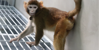 Seria ReTro o pioneiro em uma nova geração de macacos clonados para experimentação científica?  Foto: Zhaodi Liao, Nature / BBC News Brasil