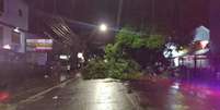 Árvore cai durante temporal em Porto Alegre  Foto: Reprodução/Prefeitura de Porto Alegre / Perfil Brasil