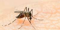 Brasil registrou explosão no número de casos de dengue nas duas primeiras semanas do ano: 55.859 casos prováveis e seis mortes, segundo Ministério da Saúde  Foto: Getty Images / BBC News Brasil