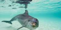Eletrorrecepção ajuda golfinhos a caçar e pode auxiliar no combate às mudanças climáticas  Foto: Getty Images/Stuart Westmorland