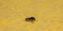 A febre oropouche é transmitida pela picada de um mosquito, o Culicoides paraense, também conhecido como maruim.  Foto: iStock