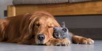Os cuidados com os pets devem ser redobrados no verão  Foto: Shutterstock / Alto Astral