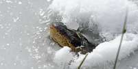 Jacarés sobrevivem ao frio extremo se congelando debaixo d’água  Foto: Reprodução /Facebook / US Forest Service