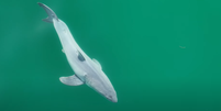 Tubarão-branco recém-nascido é visto na costa da Califórnia, nos EUA  Foto: Reprodução/YouTube/@TheMalibuArtist