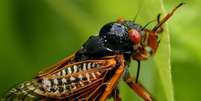 A emergência do solo de duas ninhadas de cigarras ao mesmo tempo certamente será um evento confuso, barulhento e interessantíssimo  Foto: Getty Images / BBC News Brasil