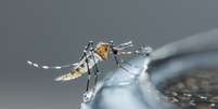 Surto de dengue: veja quais os sintomas leves e graves da doença  Foto: Shutterstock / Saúde em Dia