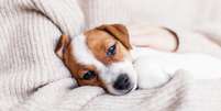 Veja como ajudar seus pets com transtornos mentais e emocionais  Foto: Shutterstock / Alto Astral