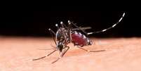 Há três tipos de teste de dengue no Brasil (Imagem: Jcomp/Freepik)  Foto: Canaltech