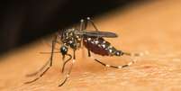 Melhor prevenção é eliminação de criadouros dos mosquitos  Foto: Canva / Perfil Brasil
