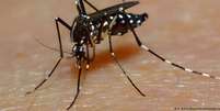 O "Aedes albopictus" é um dos transmissores da doença, assim como o "Aedes aegypti"   Foto: DW / Deutsche Welle