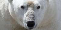 O urso polar se tornou o exemplo da crescente ameaça das alterações climáticas  Foto: David McGeachy / BBC News Brasil