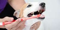 Pets precisam ir ao dentista? Descubra  Foto: Shutterstock / Alto Astral