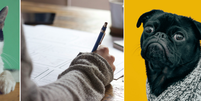 Pets podem ajudar no aprendizado de outro idioma  Foto: Unsplash/Montagem