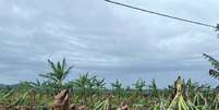 Tempestade atingiu 500 hectares de plantação; Vale do Ribeira tem a maior produção de banana no Brasil  Foto: Jeferson Magario/SRVR/Divulgação / Estadão