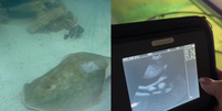 Arraia surpreende aquário nos EUA após aparecer grávida   Foto: Reprodução/Redes Sociais