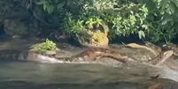 Sucuri gigante desliza pelo Rio da Prata e surpreende banhistas no Pantanal  Foto: Reprodução